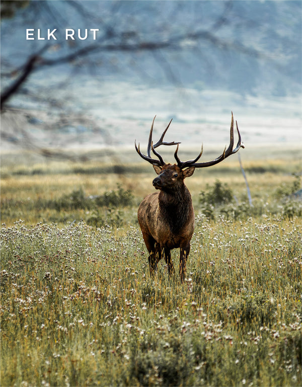 Elk Rut