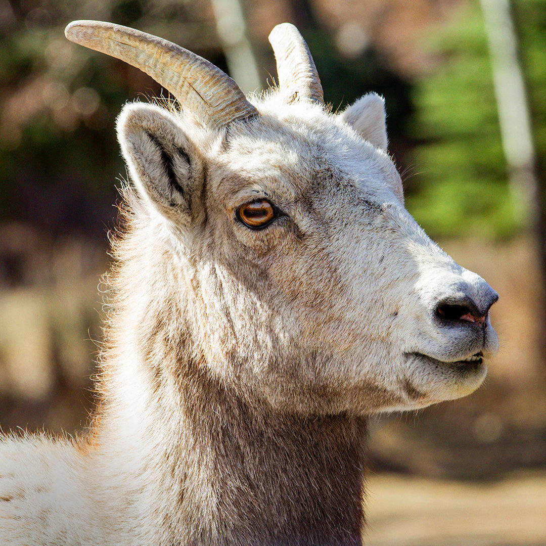 Animal Profiles - Rocky Mountain Bighorn Sheep